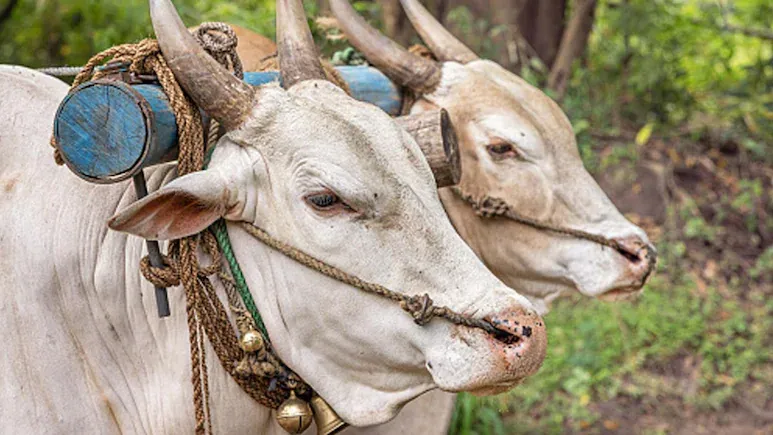 emb02bgo_bullock-cart_625x300_28_September_24