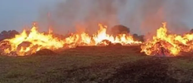फसल की कम पैदावार से दुखी किसान ने 14 बीघा सोयाबीन में लगा दी आग, लागत भी नहीं निकलेगी