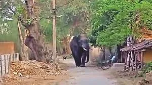 हाथी के हमले में एक की मौत, रातभर रही हलचल; डर के साये में रहे ग्रामीण