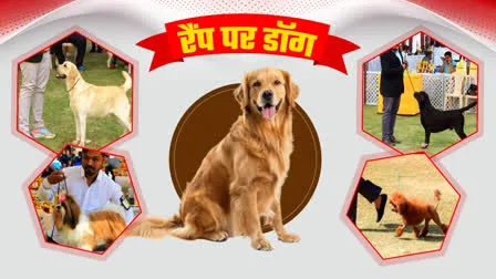 मध्य प्रदेश में लगेगा देसी-विदेशी कुत्तों का मेला, रैंप पर जलवा बिखेरेंगे एक से बढ़कर एक क्यूट डॉग