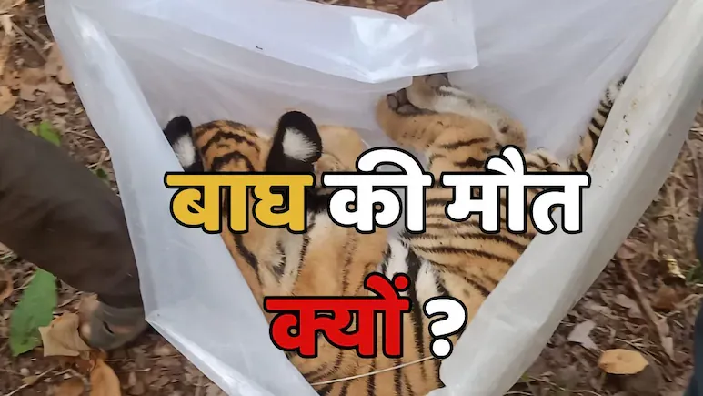 मां से बिछड़ जाने के कारण 4 माह के बाघ शावक की मौत! शरीर पर नहीं मिले चोट के निशान