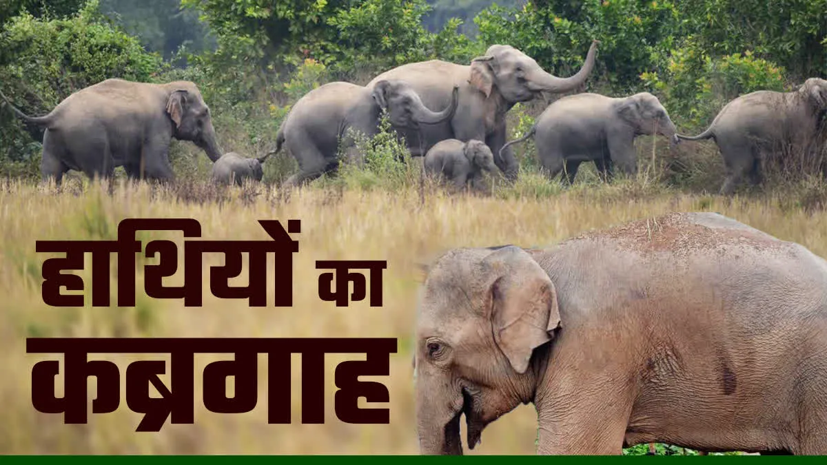 बांधवगढ़ टाइगर रिजर्व में हाथियों की मौतों की जांच जारी है. जांच टीमें अभी किसी नतीजे तक नहीं पहुंच सकी