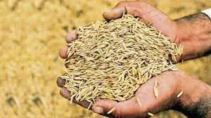 72 लाख टन धान से भरेगा सरकारी गल्ला, मोहन सरकार ने फाइनल की MSP