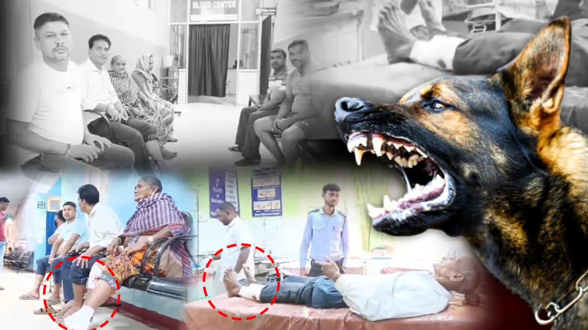 धमतरी में पागल कुत्ते ने मचाई दहशत, मॉर्निंग वॉक पर निकले 12 से ज्यादा लोगों को काटा
