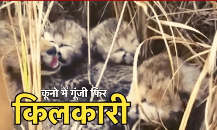 कूनो में फिर गूंजी किलकारी... 4 नन्हें शावकों से गुंजायमान हुआ कूनो नेशनल पार्क