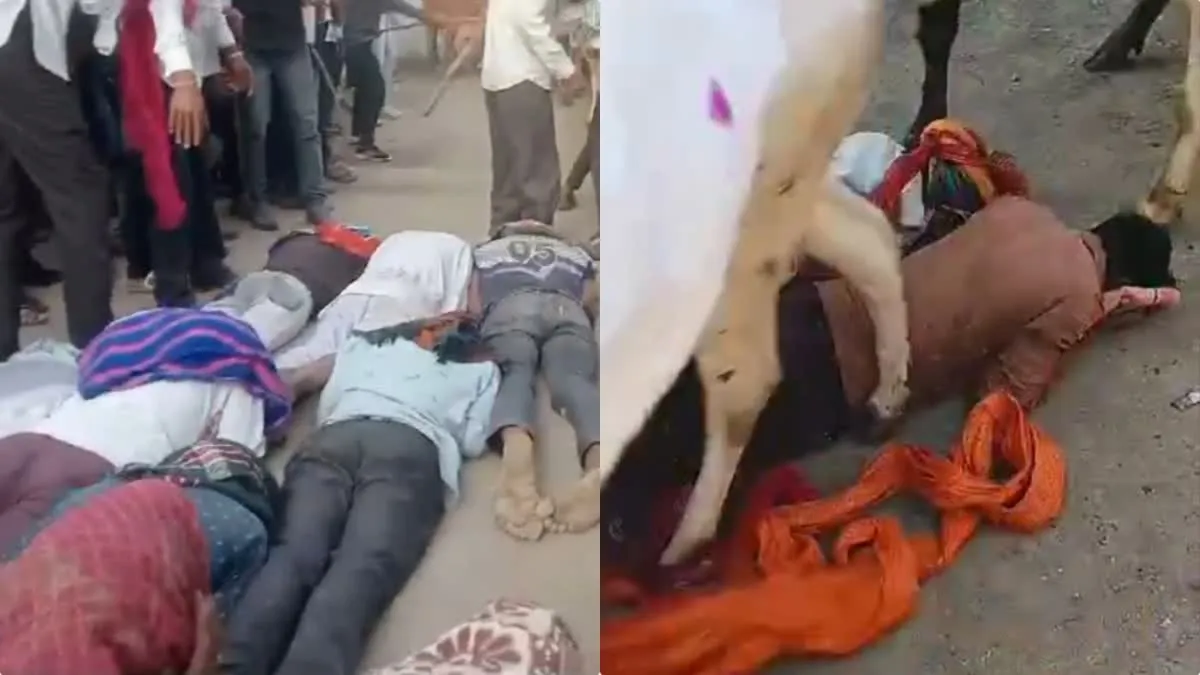 अनोखी परंपरा : उज्जैन में लोगों के ऊपर से निकलीं सैंकड़ों गायें