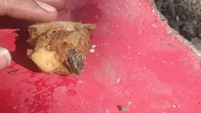 समोसे में आलू के साथ मिली मरी हुई छिपकली, खाते ही बिगड़ी 5 वर्षीय मासूम की तबियत