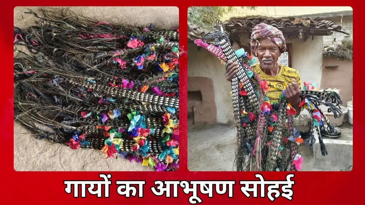 गोवर्धन पूजा पर सोहई की परंपरा, गायों का कहलाता है आभूषण