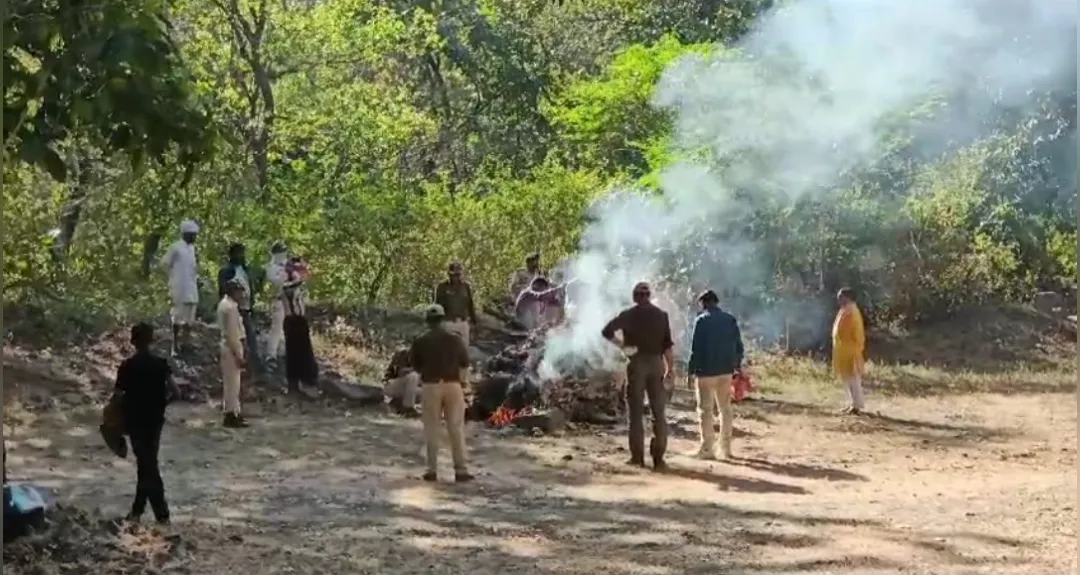 वन्य प्रणियों के बीच जंग! फिर खेत में मिला मादा तेंदुए का शव, मचा हड़कंप