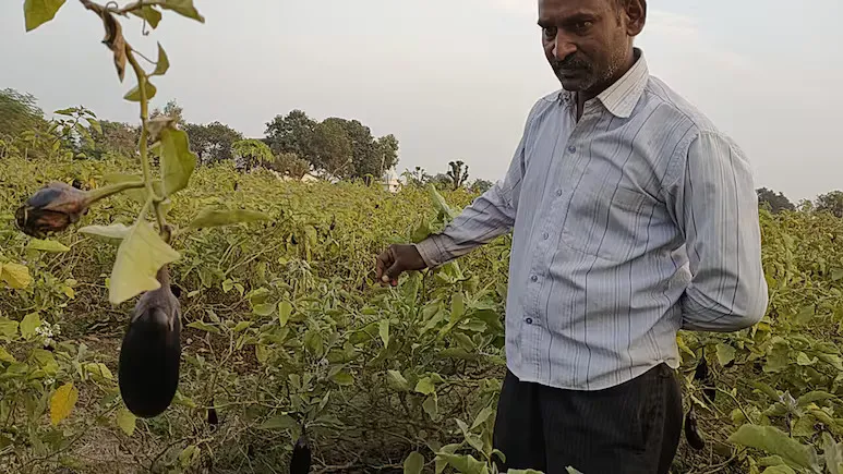 बैंगन की खेती से किसान हुआ मालामाल, जानिए कटनी के संतोष ने कैसे किया ये कमाल