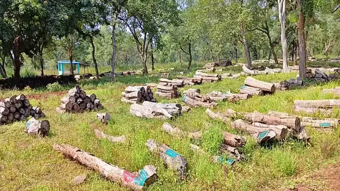 आखिरकार करोड़ों की लकड़ी की हुई ऑफलाइन नीलामी, खरीददारों को नहीं समझ आई ऑनलाइन प्रक्रिया