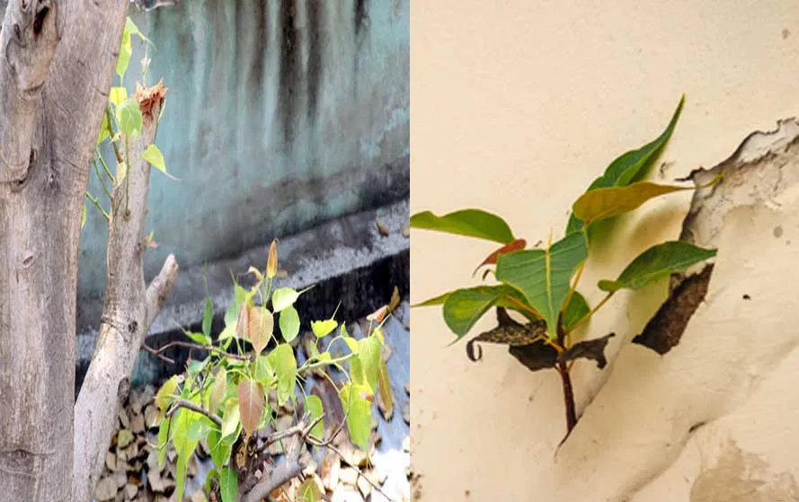 घर में पीपल का पेड़ उग जाए तो क्या करना चाहिए? जानें यह किस बात का देता है संकेत