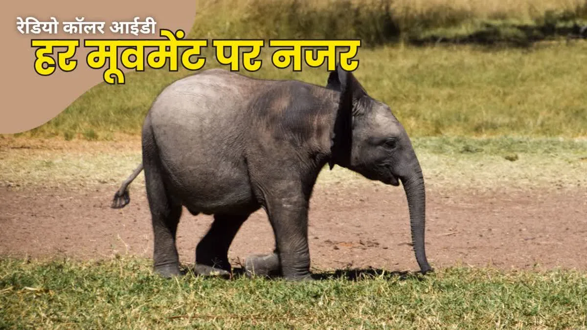 बांधवगढ़ में रेडियो कॉलर आईडी लगाकर हाथी को जंगल में छोड़ा, मिलेगी पल-पल की जानकारी