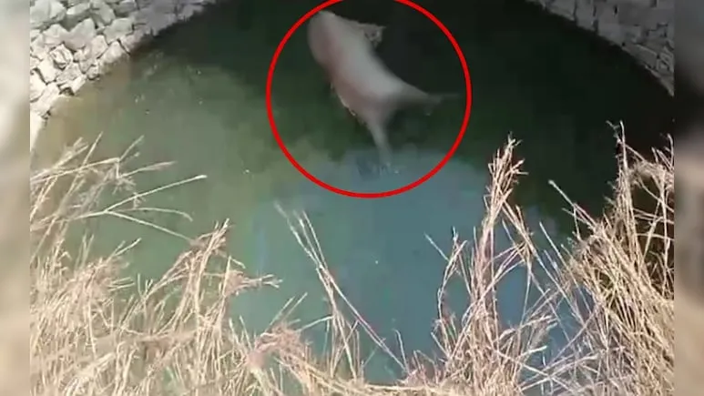 कुएं में मृत पाई गई बाघिन; 13 नवंबर के बाद से सिवनी में बाघ की चौथी मौत