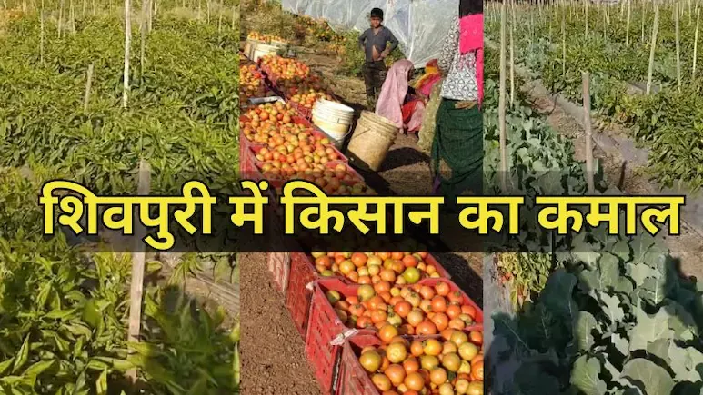 शिवपुरी के दो भाईयों ने लगाया गजब का दिमाग! अब इस सब्जी की खेती से हो रही करोड़ों की कमाई