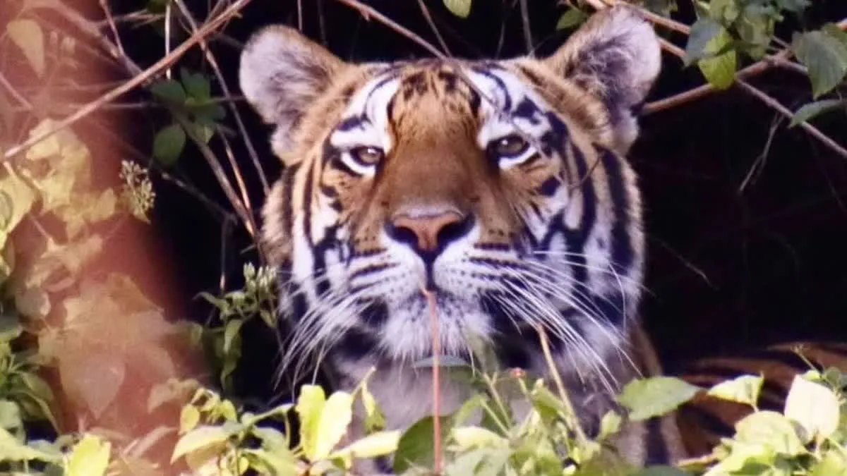 छत्तीसगढ़ में बाघिन की मौत, अचानकमार टाइगर रिजर्व में मिला मादा टाइगर का शव 