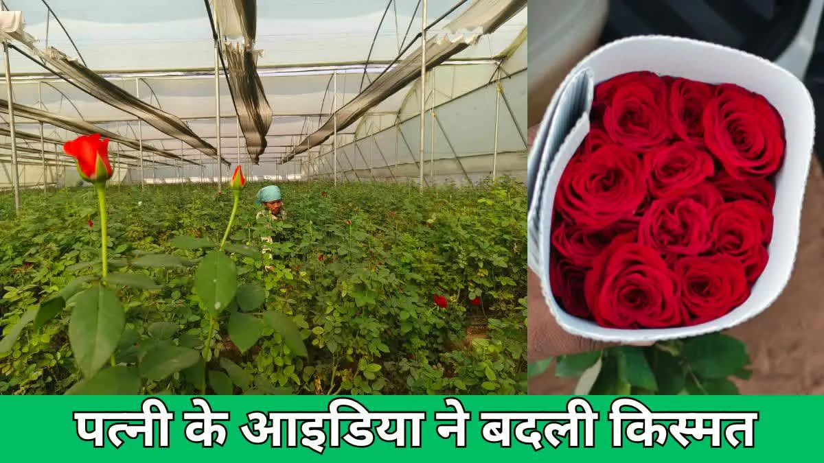 पत्नी के आइडिया से युवक बना मालामाल, गुलाब की खेती ने लाई कामयाबी की महक