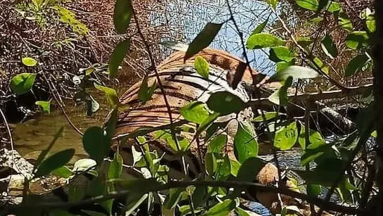 मृत मिली 4-5 वर्ष की बाघिन, मानव हस्तक्षेप की इस तरह जताई गई संभावना