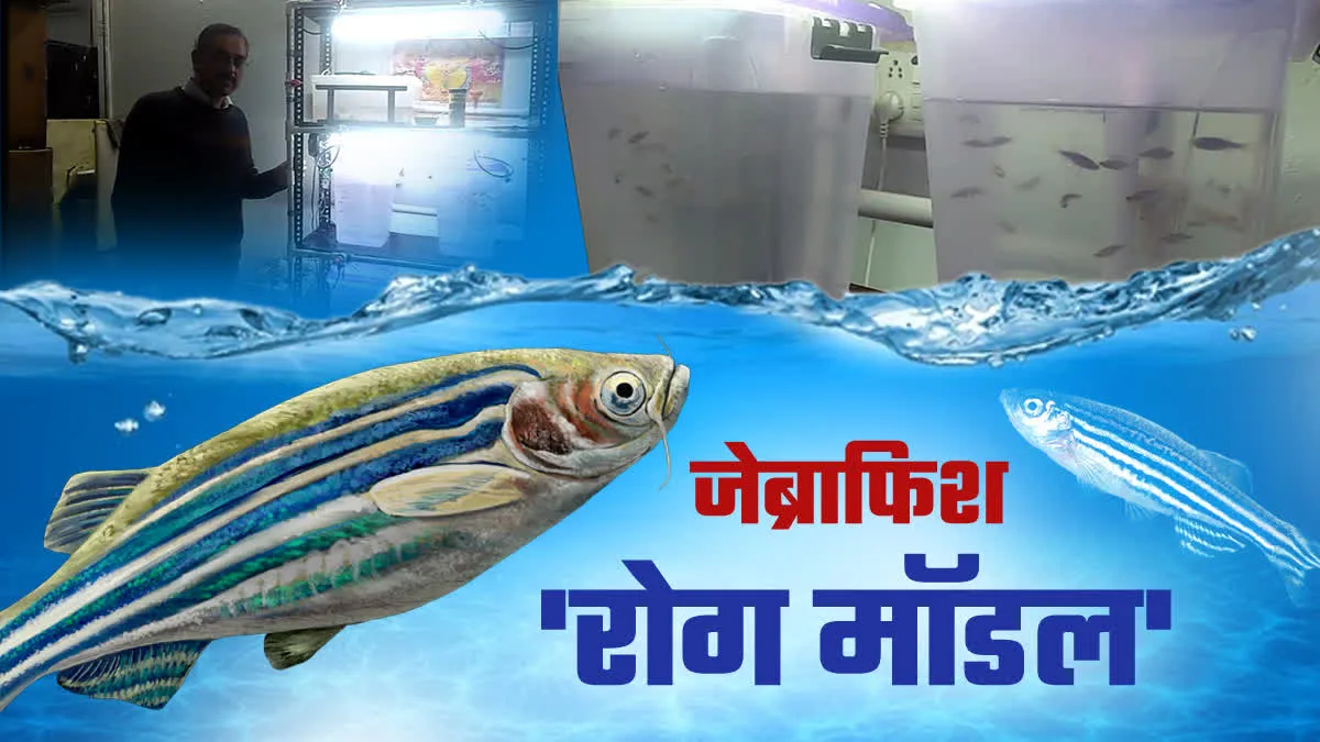 'जेब्राफिश' खोजेगी मानव रोग, सागर यूनिवर्सिटी के वैज्ञानिकों ने 30 हजार में बनाया 15 लाख का उपकरण