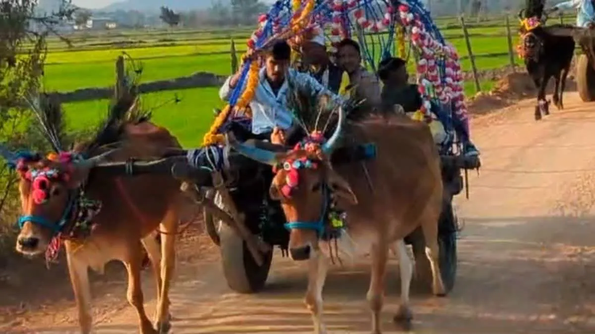 बैलगाड़ी से निकली हेलिकॉप्टर और कार के जमाने में बारात, सरकारी नौकरी वाले दूल्हे ने दिखाया दम