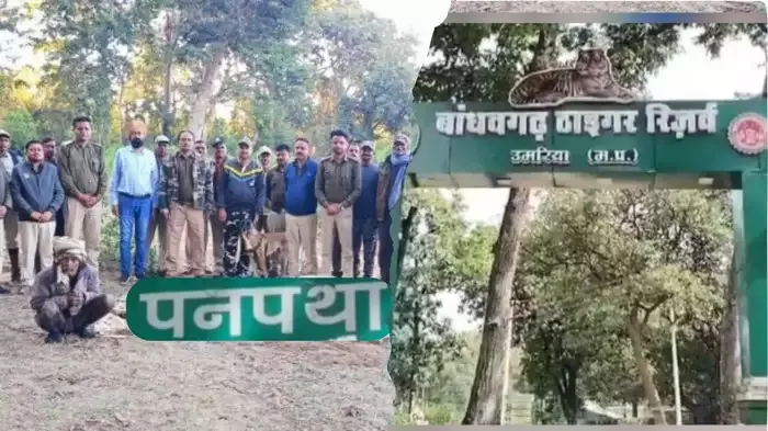 बाघ का करंट लगाकर शिकार, 15 दिन बाद मिला शव, दो गिरफ्तार