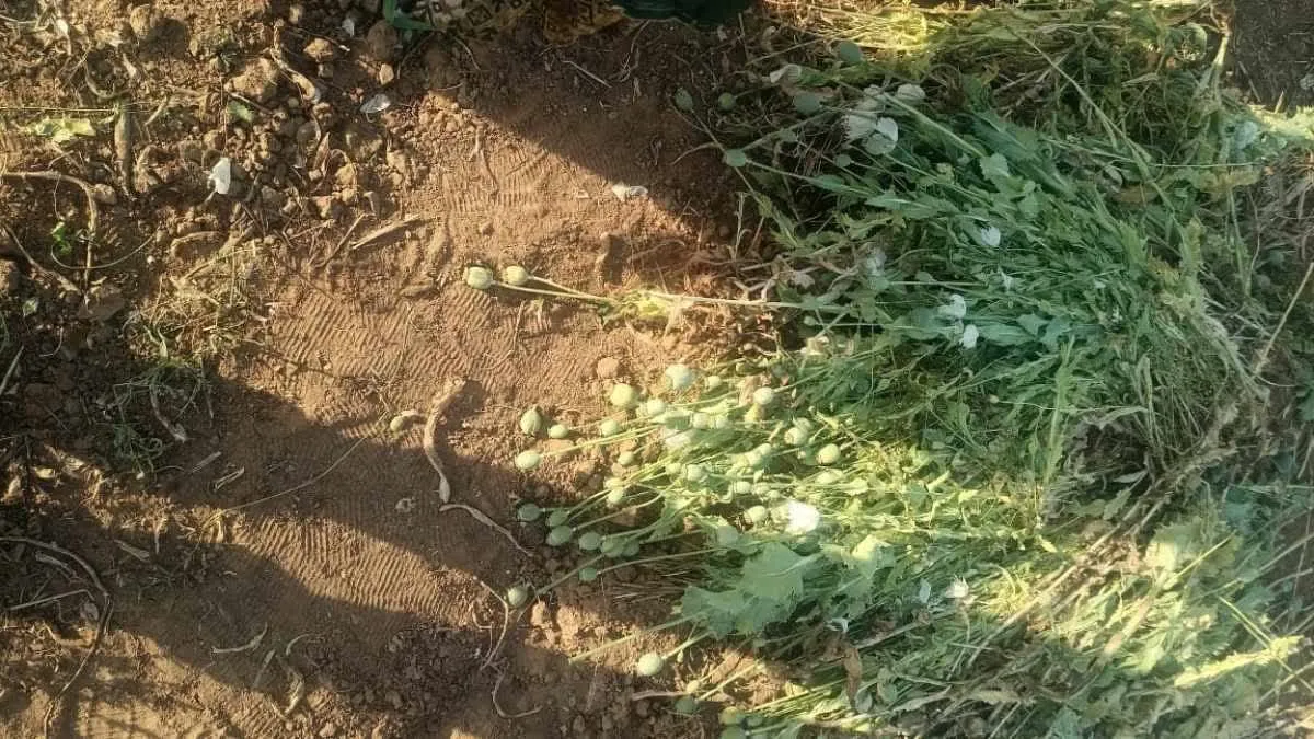 बैतूल में धनिया और पालक के बीच हो रही थी अफीम की खेती, पुलिस ने की बड़ी कार्रवाई