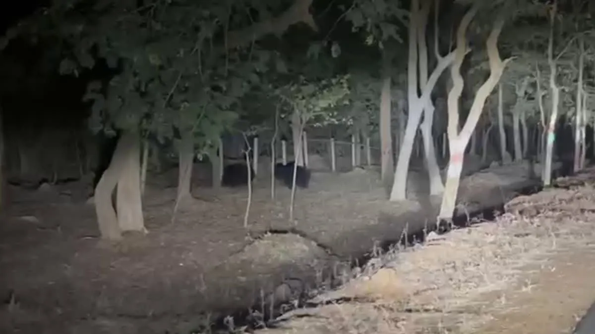 सड़क किनारे भालू दिखने से मचा हड़कंप, हाई अलर्ट पर वन अमला