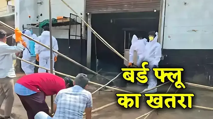 बर्ड फ्लू की पुष्टि छिंदवाड़ा जिले में अलर्ट जारी, 10 किमी में अंडा चिकन बंद, कलेक्टर का आदेश