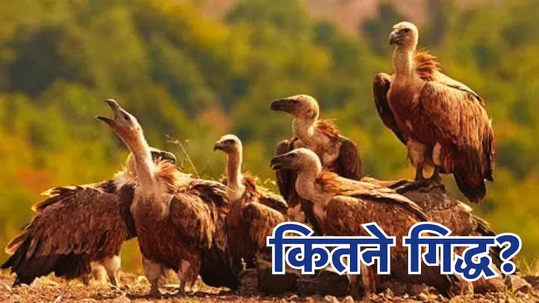 मध्य प्रदेश में कितने गिद्ध? एमपी में दो दिन चलेगी काउंटिग, दो चरणों में पूरी होगी गिनती