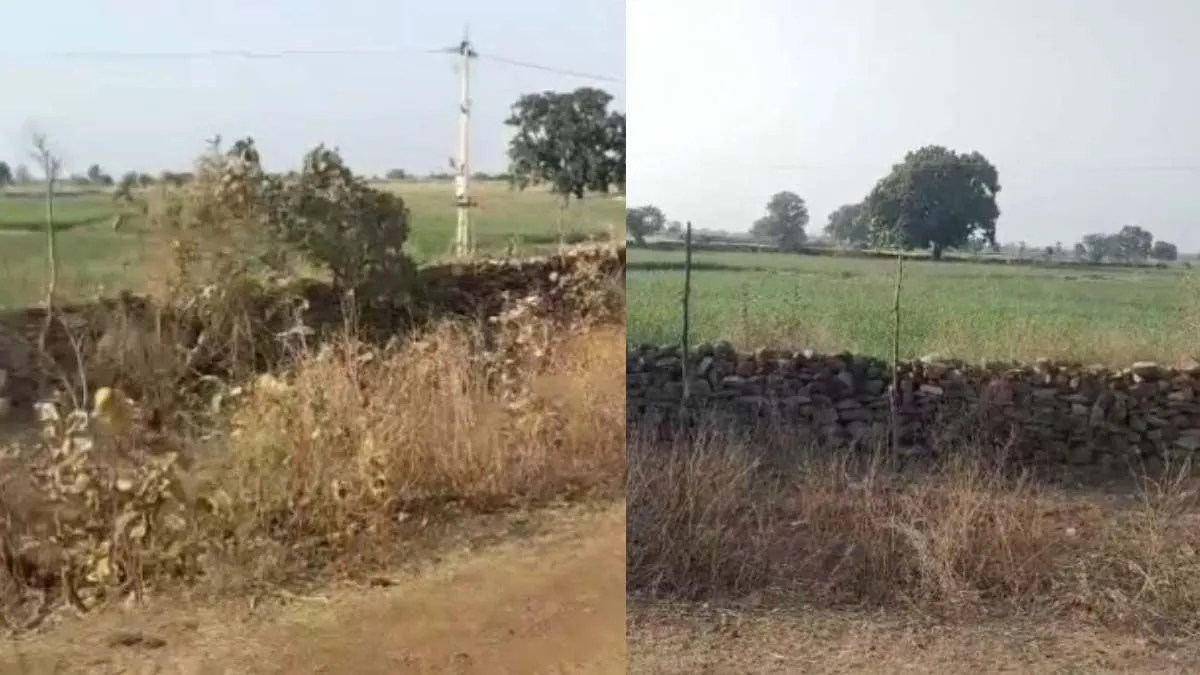 कूनो से फिर फरार हुआ चिता: खेतों में पहुंचा, ग्रामीणों में दहशत