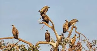 रायसेन के जंगलों में गिद्धों की संख्या तीन गुना बढ़ी, तीन दिन की गणना में मिले 944 गिद्ध