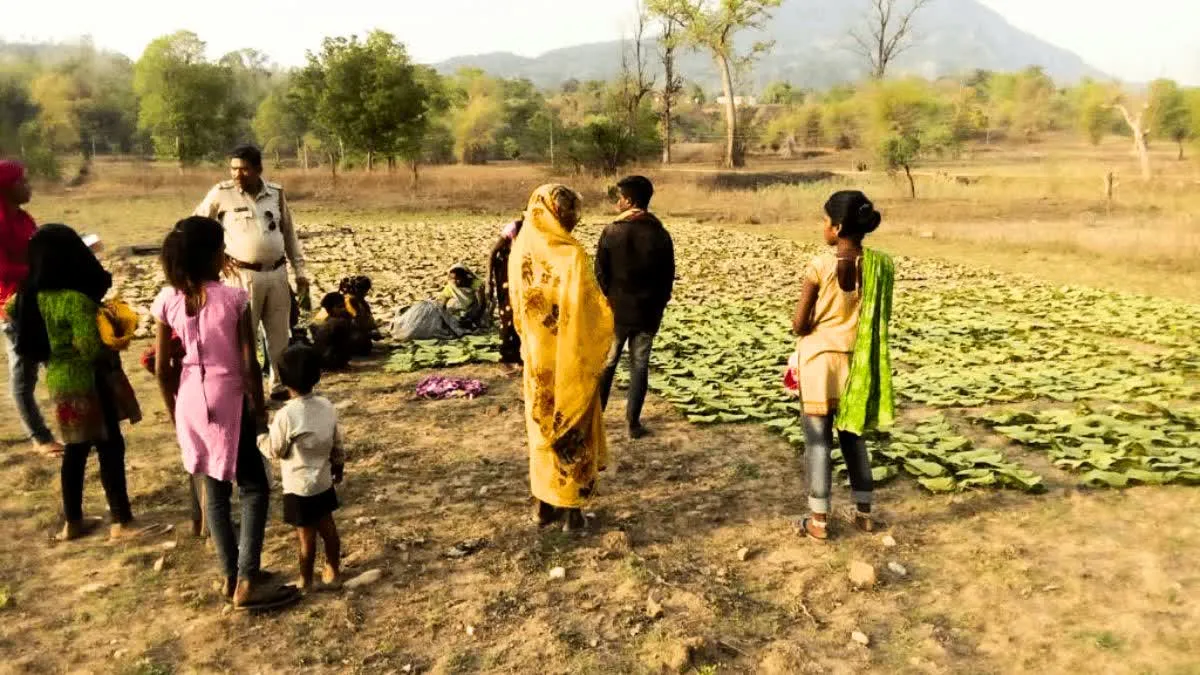 छत्तीसगढ़ में तेंदूपत्ता से इस बार दोगुनी होगी आमदनी, विमलता और लेमरू के पत्तों की बंपर डिमांड