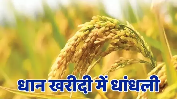 12 जिलों में EOW की रेड, 19000 क्विंटल धान के फर्जीवाड़े का पर्दाफाश, 5 हजार करोड़ का नुकसान; जानें मामला