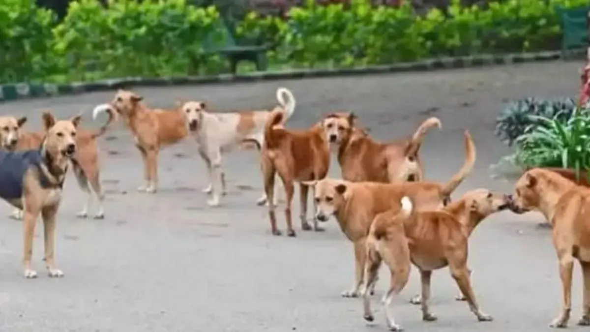 नागपुर: आवारा कुत्तों ने 4 साल की बच्ची पर किया हमला, घटना में मासूम की गई जान