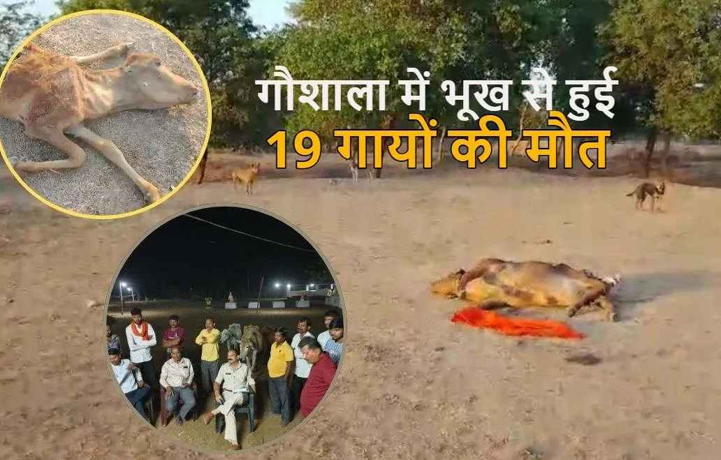 VHP का आरोप- गौशाला में भूख से हुई 19 गायों की मौत, केयरटेकर को 2 महीने से नहीं मिली सैलरी तो नहीं खिलाया चारा