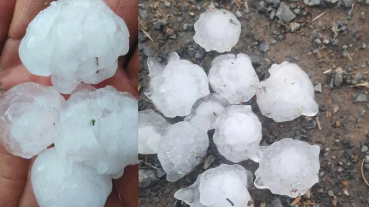 मध्य प्रदेश के किसानों पर मौसम का कहर, बेर जैसे ओलों से फसलें ढेर
