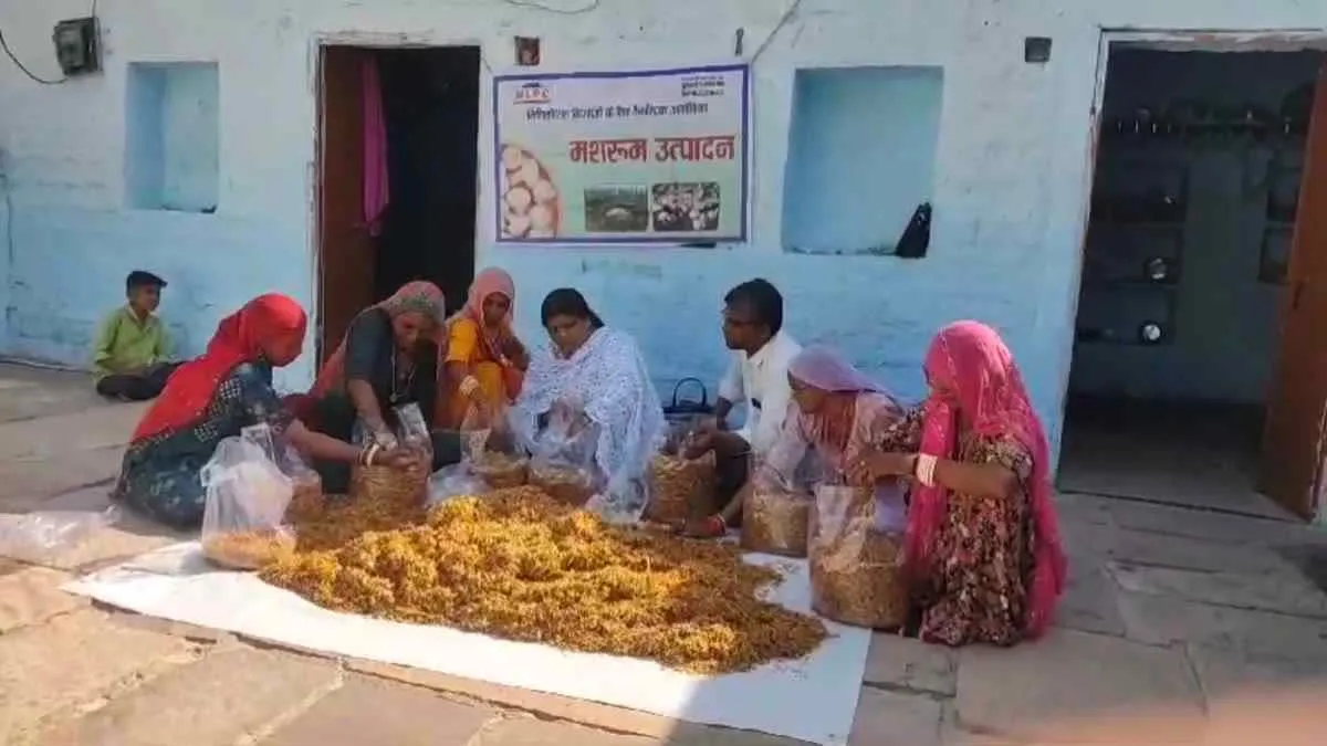 पन्ना के आदिवासी बन रहे लखपति, मशरूम की खेती ने दिया नवजीवन