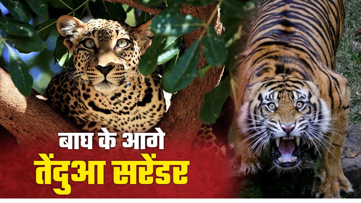 सतपुड़ा के जंगल में दंगल, बाघ को देख हवा की रफ्तार से पेड़ पर चढ़ा तेंदुआ, घंटों नीचे नहीं उतरा