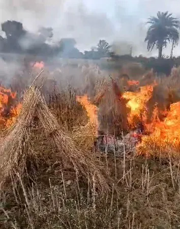 आपसी रंजिश पहुंची खेत तक... बदला लेने के लिए सरसों की खेत में लगाई आग, दमकल की गाड़ी पहुंची