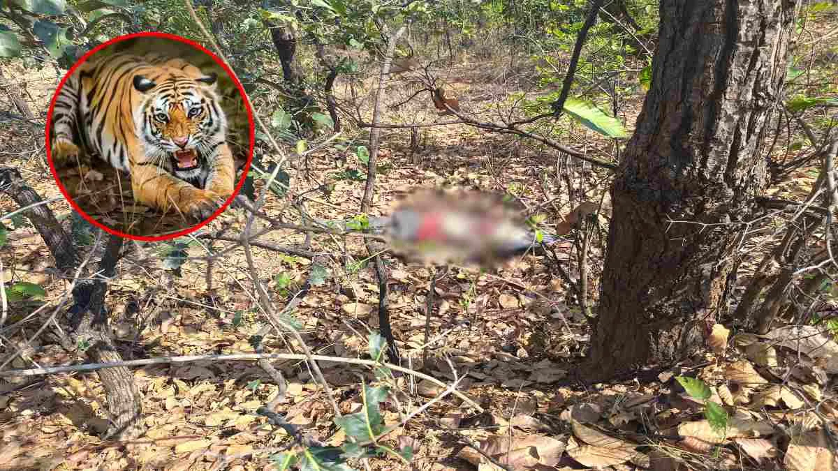 बकरी चराने गए चरवाहे को बाघ ने बनाया निवाला, ग्रामीणों में आक्रोश