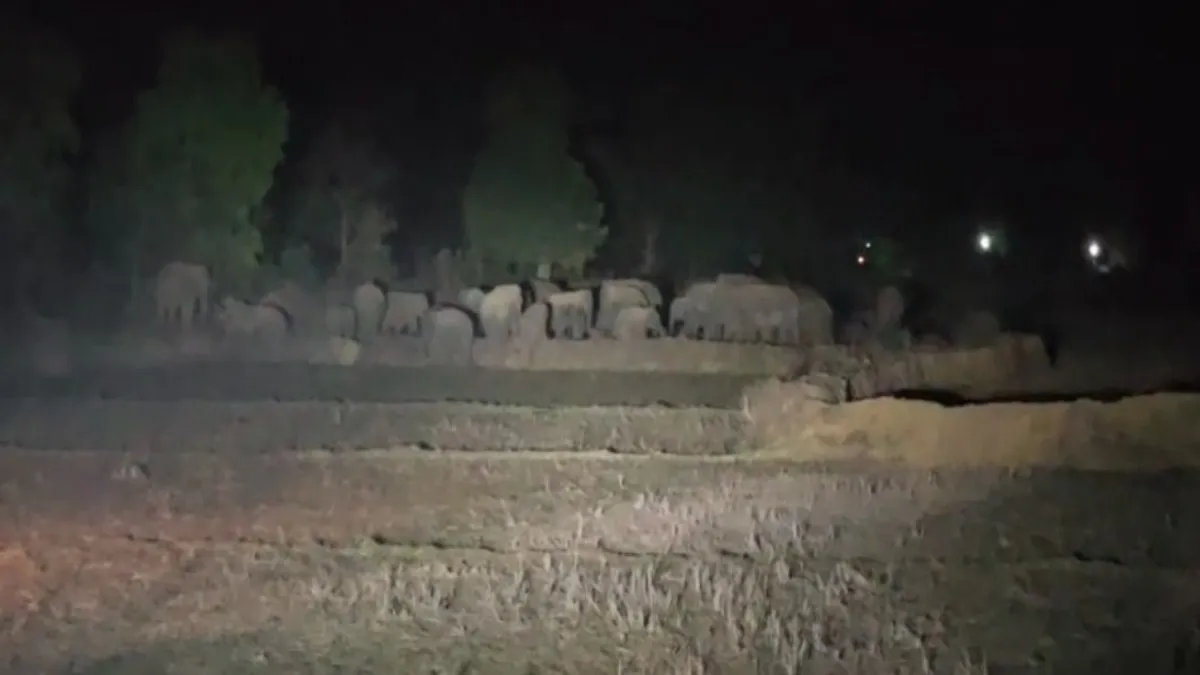 Video : ग्रामीण क्षेत्र में पहुंचा 29 हाथियों का झुंड, दहशत में ग्रामवासी