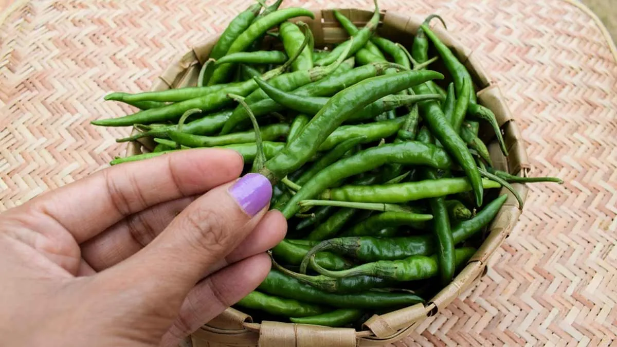 हरि मर्च खाने से फायदे या नुकसान ? 