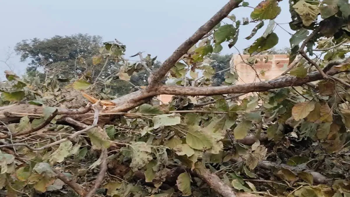 मंडला में काट दिए गए सागौन के हरे-भरे पेड़, भड़के लोगों ने सीएम हेल्पलाइन में की शिकायत