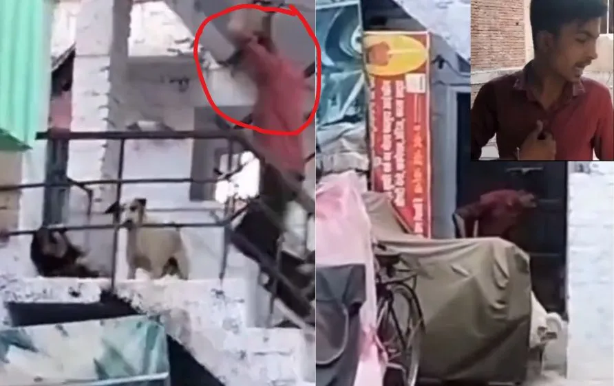 ग्वालियर में क्रूरता की हद – सोते हुए स्ट्रीट डॉग को लोहे की रॉड से बेरहमी से पीटा, वीडियो वायरल