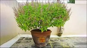 तुलसी के पत्तों में छिपा है, कई बीमारियों का रामबाण इलाज