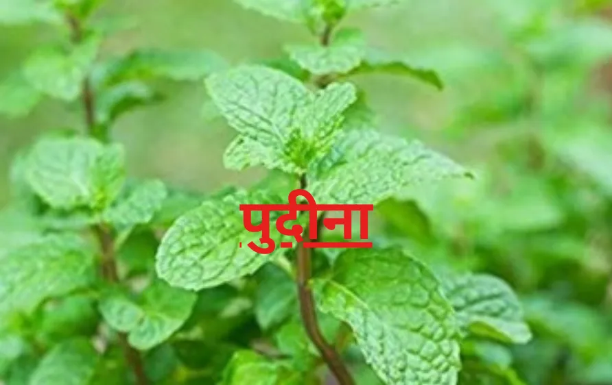 हर दिन पिएं पुदीने की ताजगी, गर्मी में पाएं राहत और सेहत दोनों
