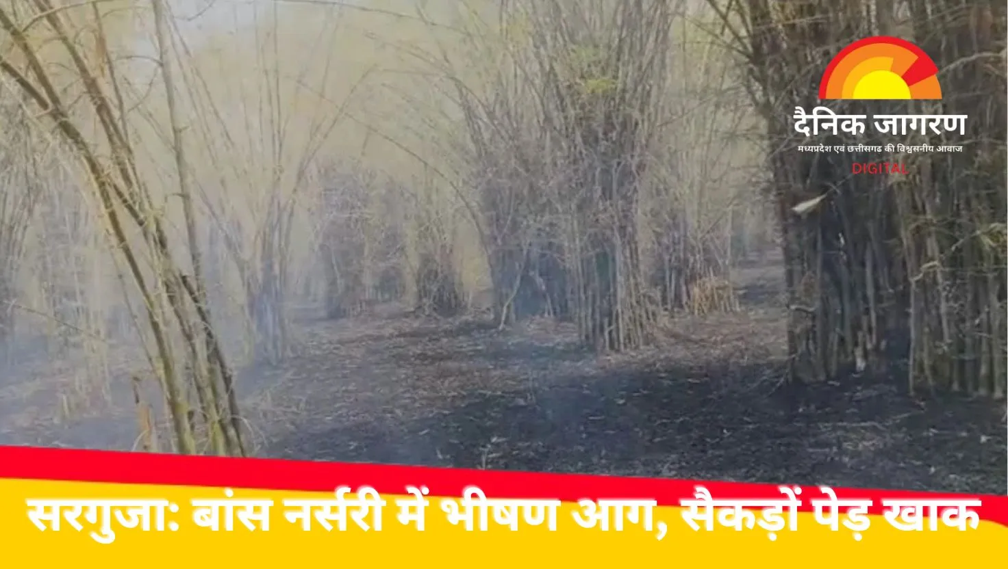 सरगुजा में बांस नर्सरी में भीषण आग, सैकड़ों पेड़ खाक; वन विभाग पर लापरवाही के आरोप 