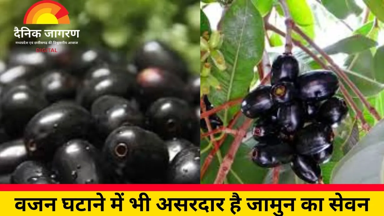 गर्मी में क्यों ज़रूरी है जामुन खाना? जानिए एक्सपर्ट से इसके 5 फायदे