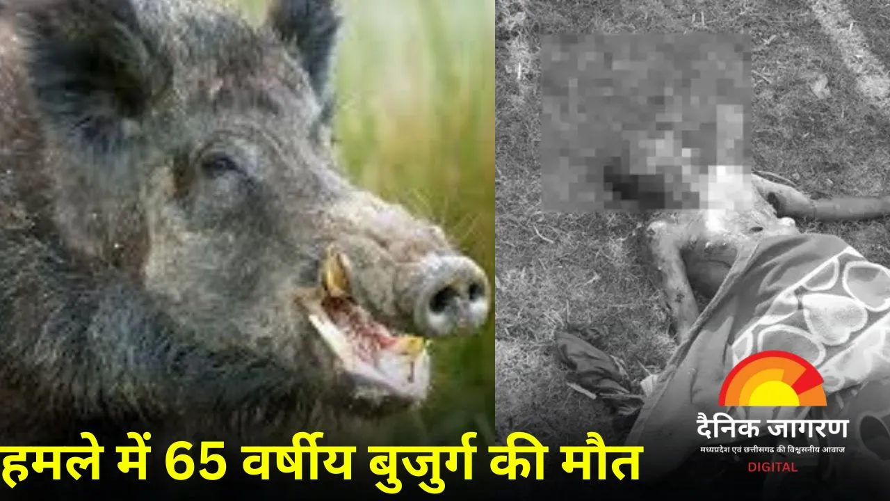 सतना में जंगली सुअर के हमले से बुजुर्ग की मौत, तीन गंभीर घायल: नदी किनारे मवेशी चरा रहे थे ग्रामीण