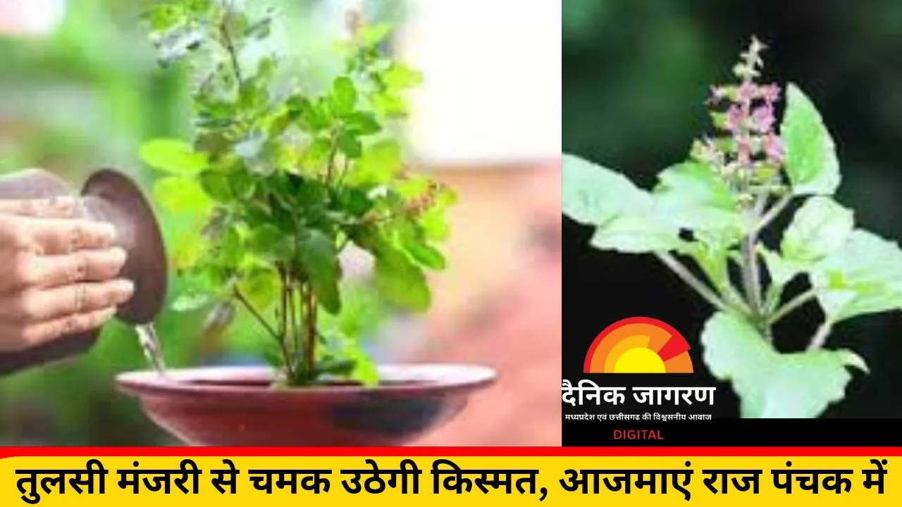 राज पंचक में करें तुलसी मंजरी का चमत्कारी उपाय, खुलेगा समृद्धि का द्वार